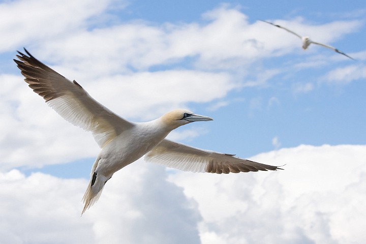 Batlpel Morus bassanus Northern Gannet